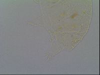 Pseudechiniscus suillus image
