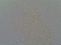 Pseudechiniscus suillus image