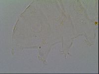Pseudechiniscus suillus image
