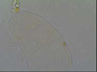 Pseudechiniscus suillus image