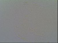 Pseudechiniscus suillus image