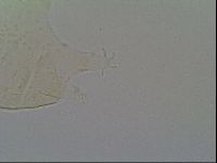 Pseudechiniscus suillus image