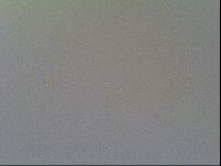 Media resource of Pseudechiniscus suillus