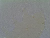 Pseudechiniscus suillus image