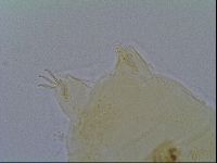 Pseudechiniscus suillus image