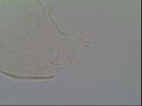 Pseudechiniscus suillus image