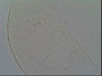 Pseudechiniscus suillus image
