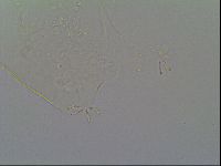Pseudechiniscus suillus image