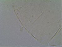 Pseudechiniscus suillus image