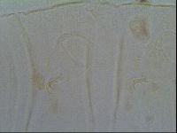Multipseudechiniscus raneyi image