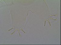 Multipseudechiniscus raneyi image