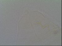 Multipseudechiniscus raneyi image