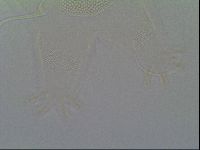 Multipseudechiniscus raneyi image