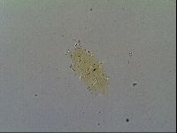 Multipseudechiniscus raneyi image
