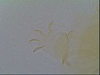 Multipseudechiniscus raneyi image