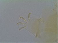 Multipseudechiniscus raneyi image