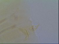 Multipseudechiniscus raneyi image