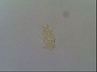 Multipseudechiniscus raneyi image