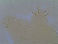 Multipseudechiniscus raneyi image