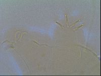 Multipseudechiniscus raneyi image