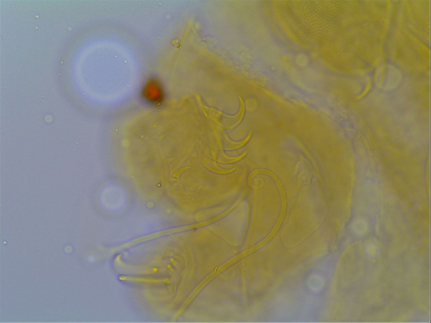 Multipseudechiniscus raneyi image