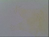 Pseudechiniscus ramazzottii facettalis image