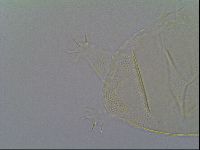Pseudechiniscus ramazzottii image