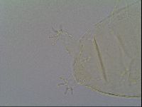 Pseudechiniscus ramazzottii facettalis image