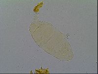 Pseudechiniscus ramazzottii facettalis image