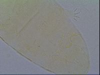 Pseudechiniscus ramazzottii image