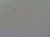 Pseudechiniscus ramazzottii image