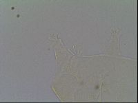Pseudechiniscus suillus image