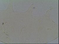 Pseudechiniscus suillus image