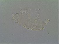 Pseudechiniscus ramazzottii image