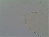 Pseudechiniscus ramazzottii image