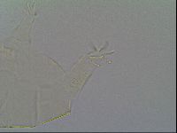 Pseudechiniscus ramazzottii image