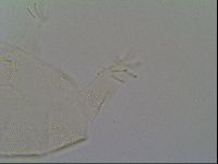 Pseudechiniscus ramazzottii facettalis image