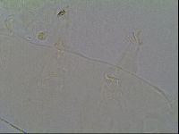 Pseudechiniscus ramazzottii image