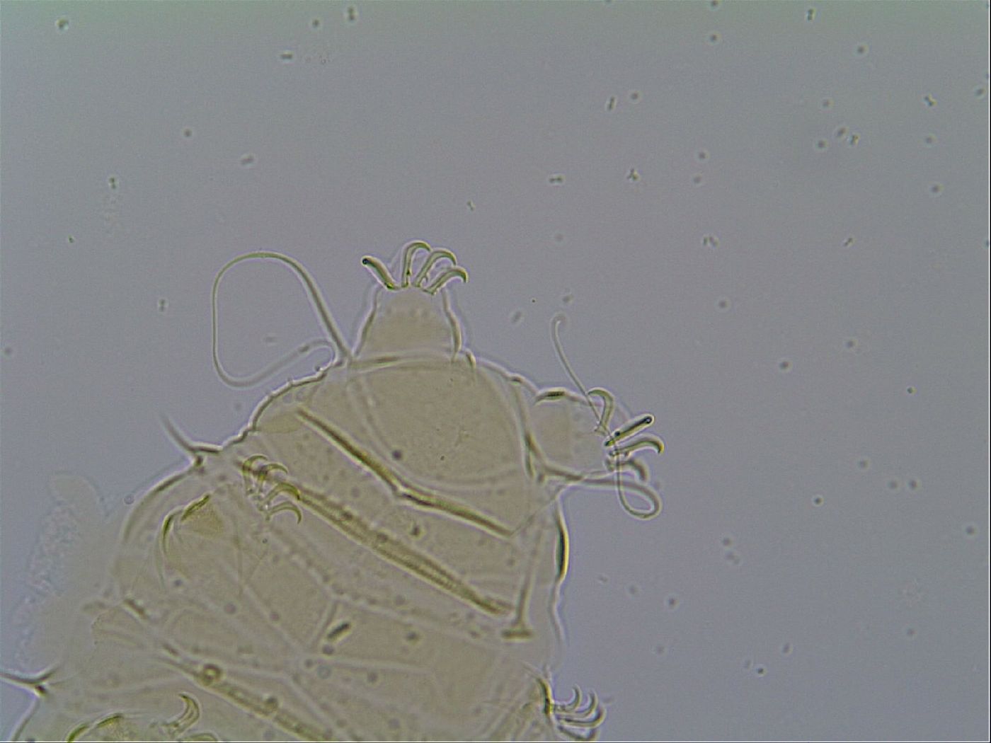 Multipseudechiniscus raneyi image