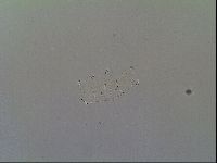 Multipseudechiniscus raneyi image
