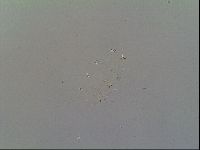Multipseudechiniscus raneyi image