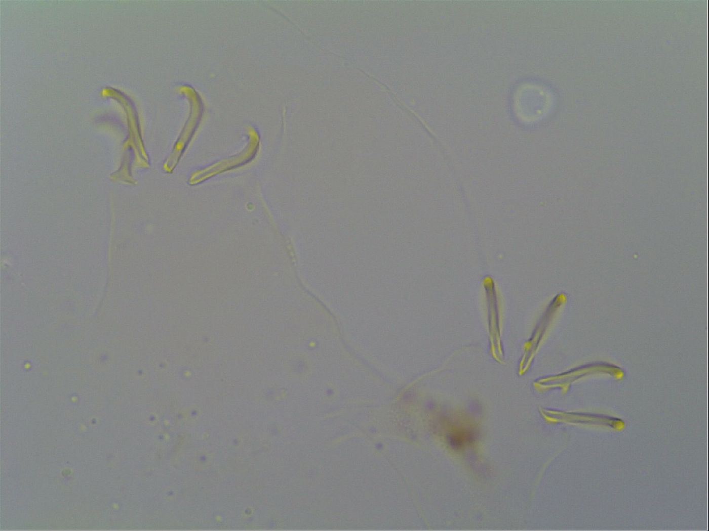 Multipseudechiniscus image