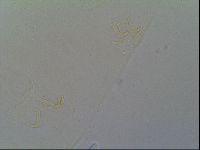 Multipseudechiniscus raneyi image