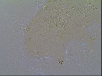 Multipseudechiniscus raneyi image