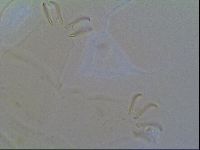 Multipseudechiniscus raneyi image