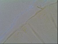 Multipseudechiniscus raneyi image