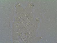 Multipseudechiniscus raneyi image