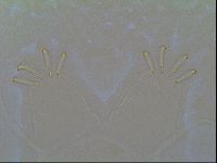 Multipseudechiniscus raneyi image
