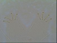 Multipseudechiniscus raneyi image