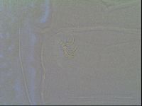 Multipseudechiniscus raneyi image